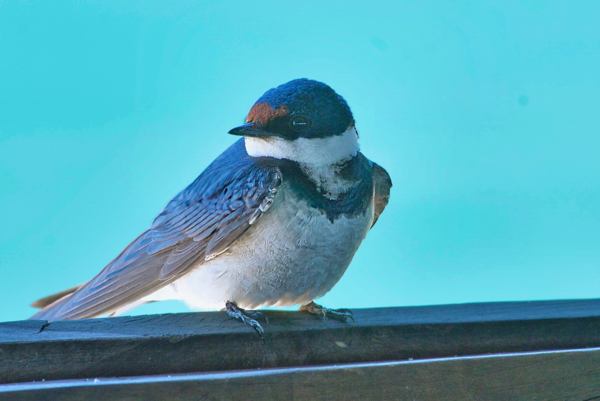 White-throated Swallow - ML624262260