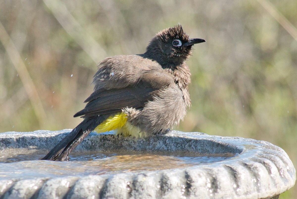 Cape Bulbul - ML624262265