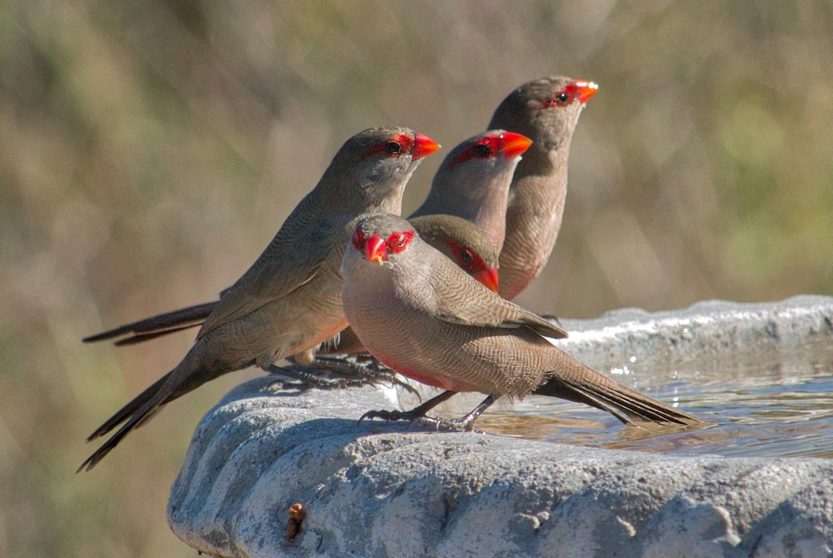 Common Waxbill - ML624262304