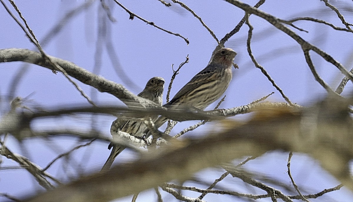 House Finch - ML624262443