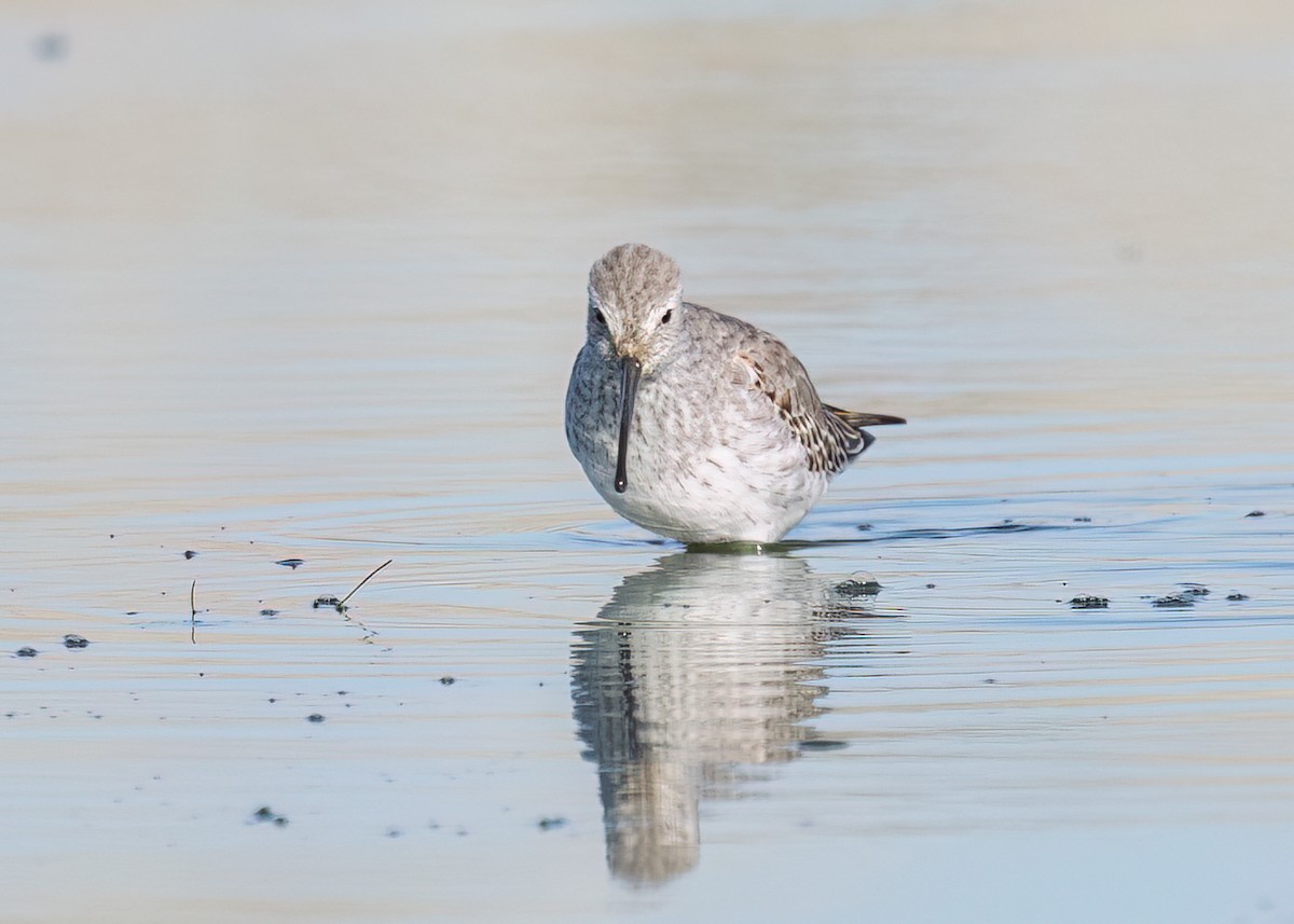 Stilt Sandpiper - ML624262502