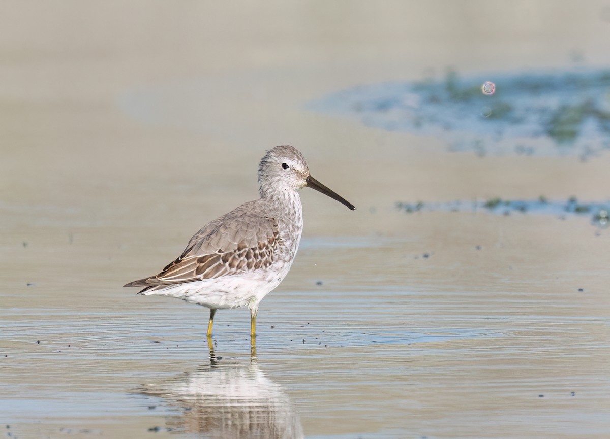 Stilt Sandpiper - ML624262505