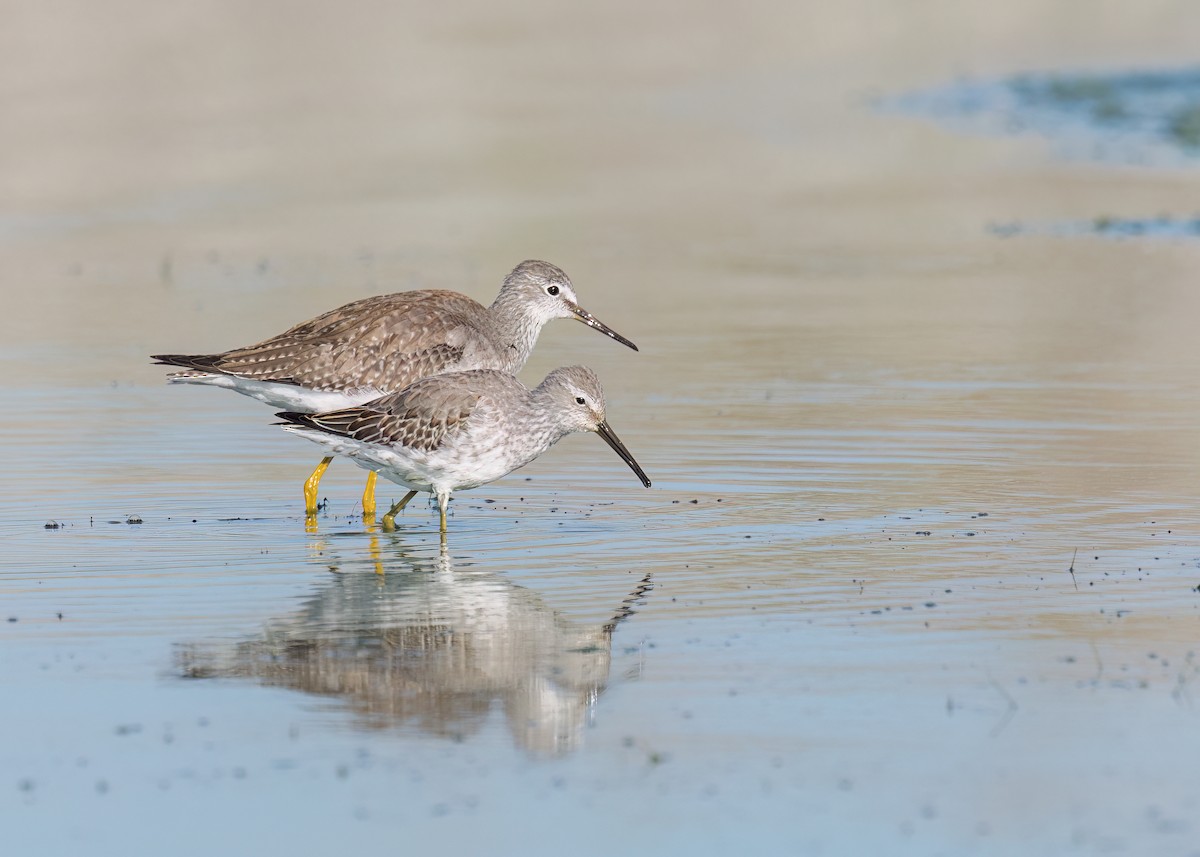 Stilt Sandpiper - ML624262506