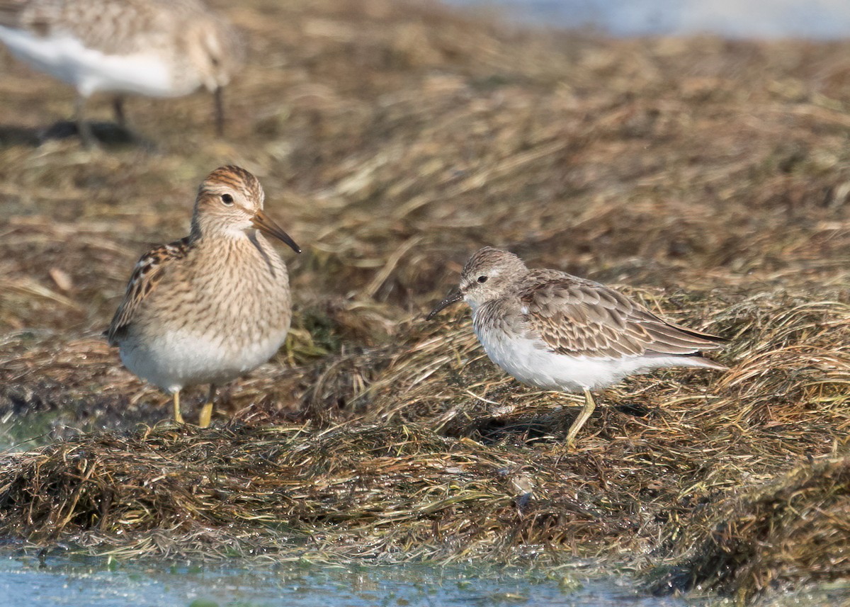 Least Sandpiper - Verlee Sanburg