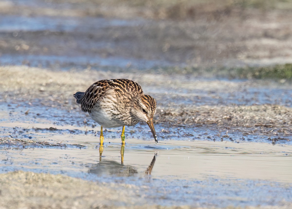 Pectoral Sandpiper - Verlee Sanburg