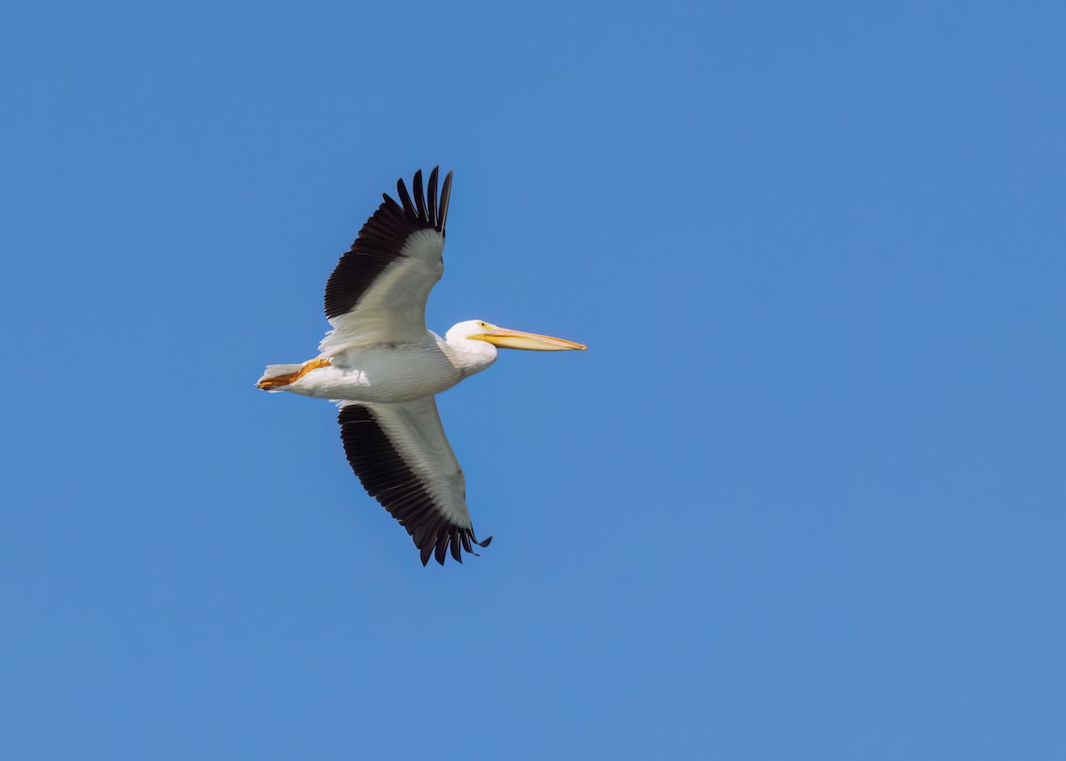 American White Pelican - ML624262548