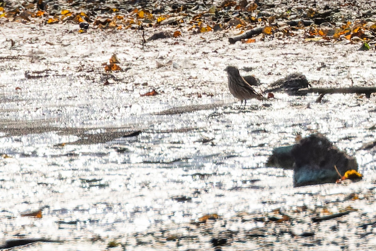 tornirisk - ML624262550