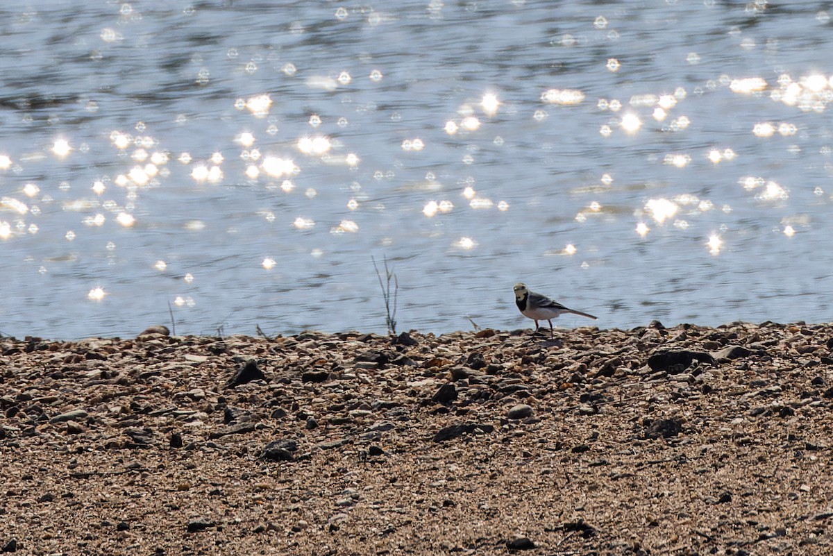 linerle - ML624262585