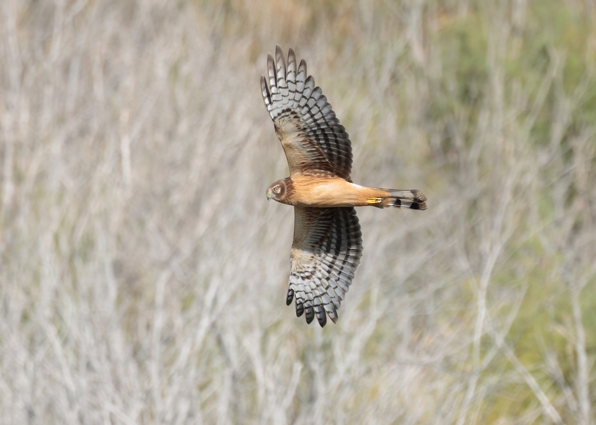 Northern Harrier - ML624262633