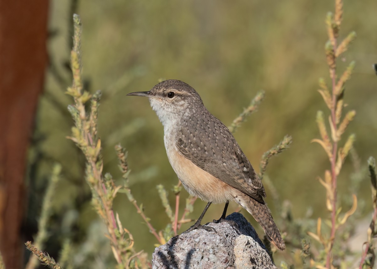 Rock Wren - ML624262655