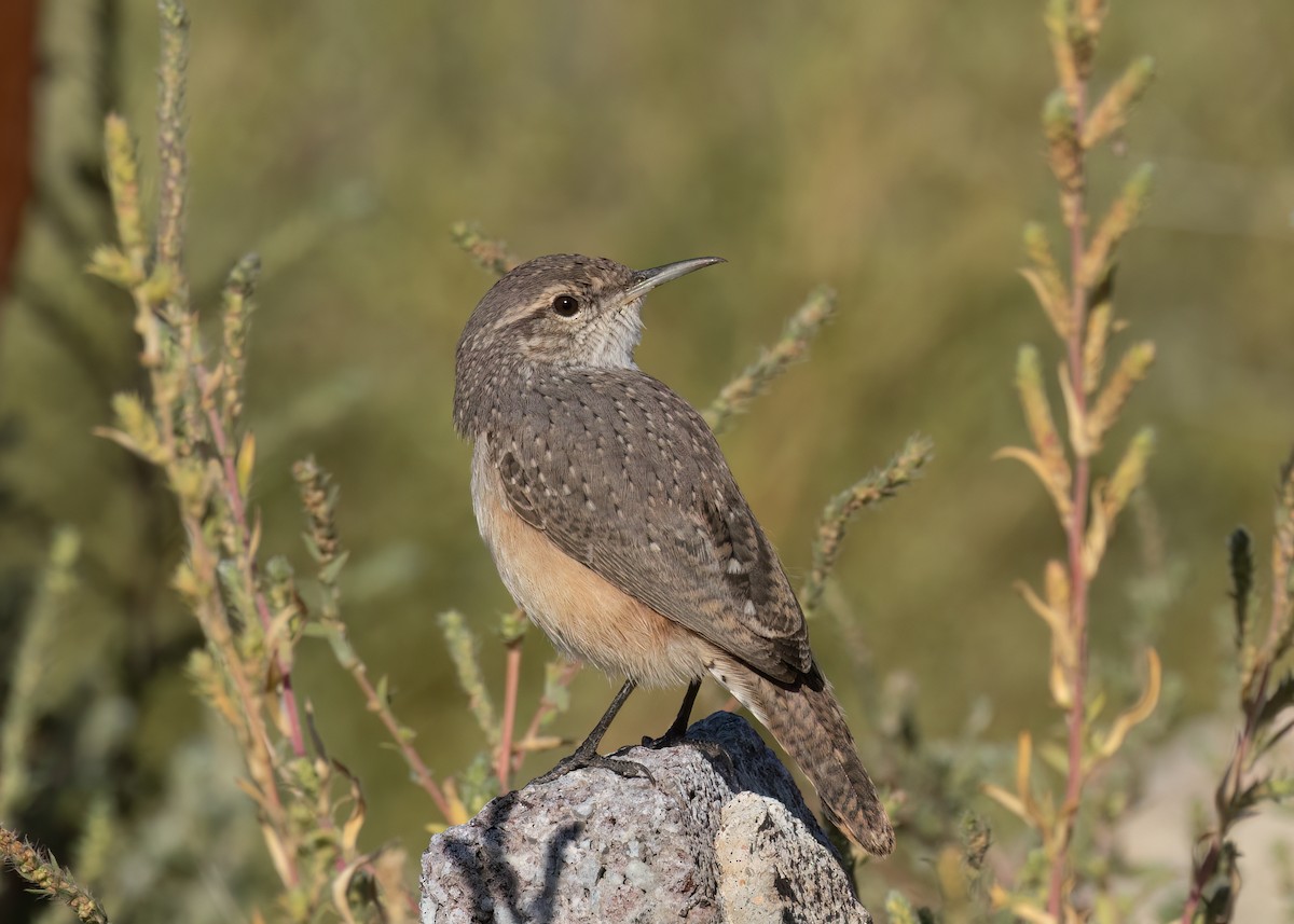 Rock Wren - ML624262656