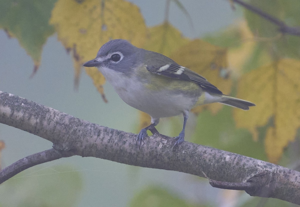 Vireo Solitario - ML624262657