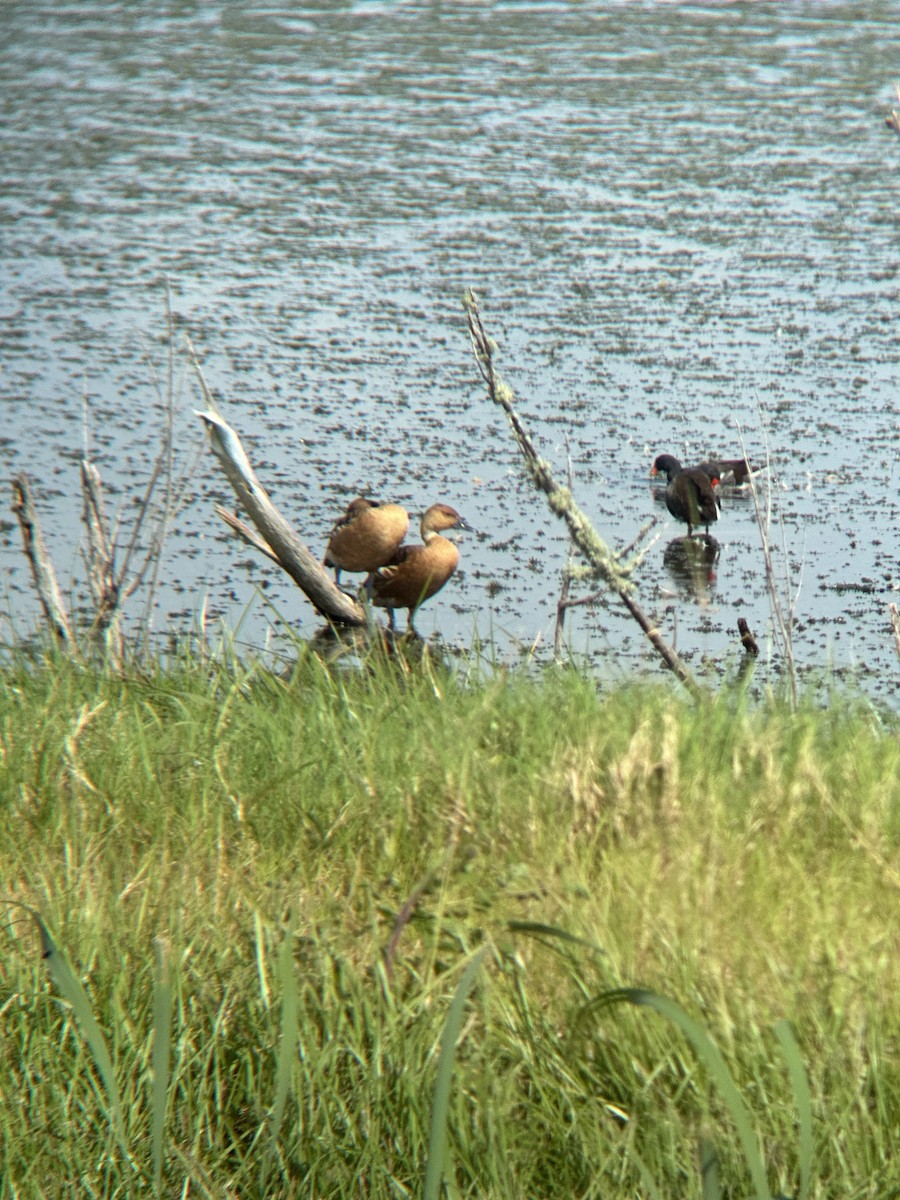 Fulvous Whistling-Duck - ML624262667