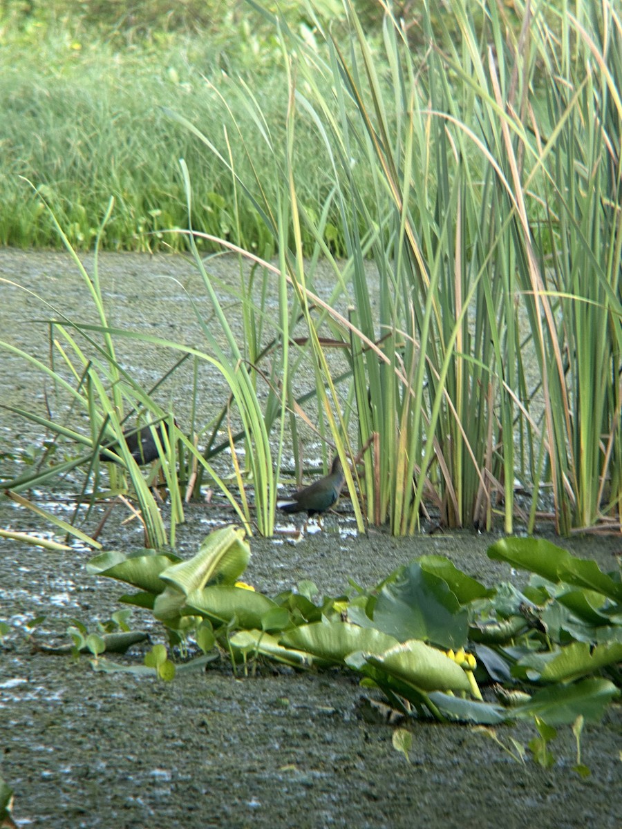 Purple Gallinule - ML624262676