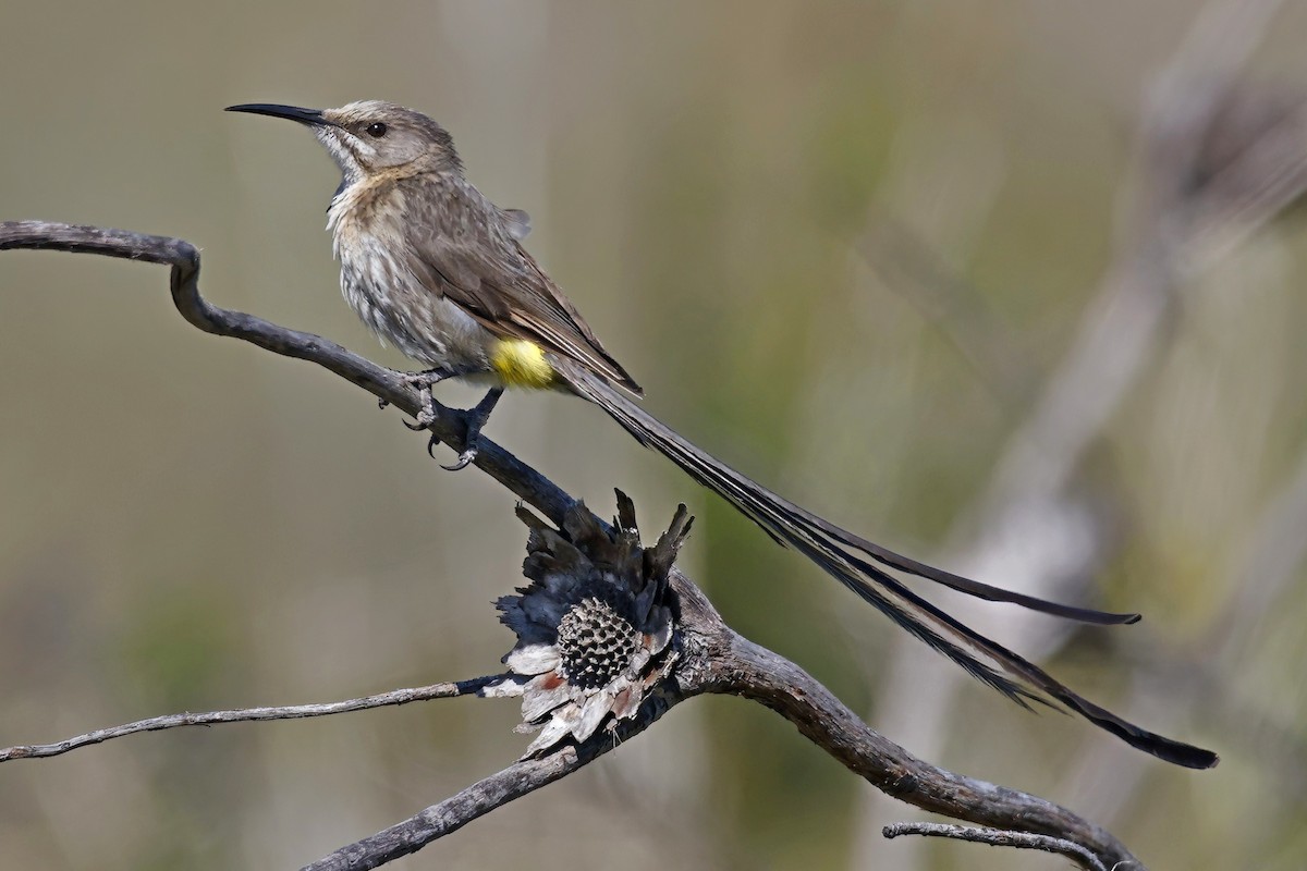 Cape Sugarbird - ML624262688