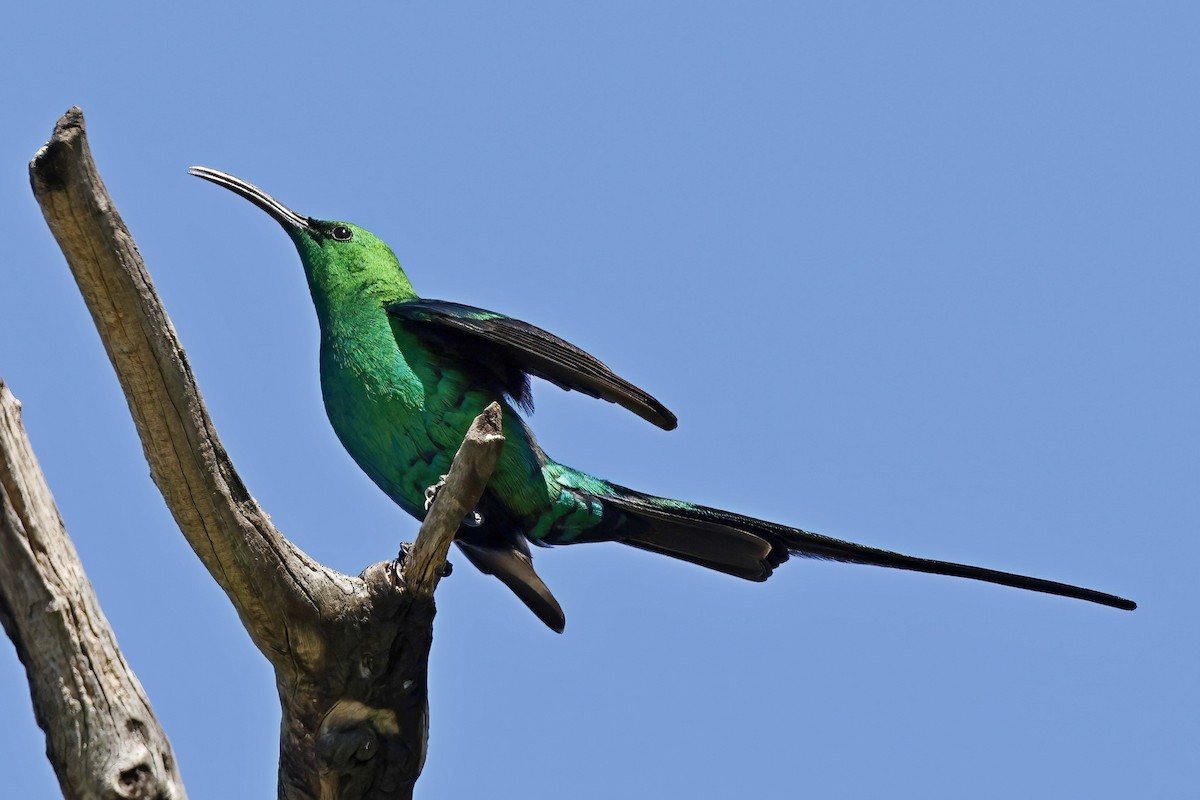 Malachite Sunbird - ML624262707