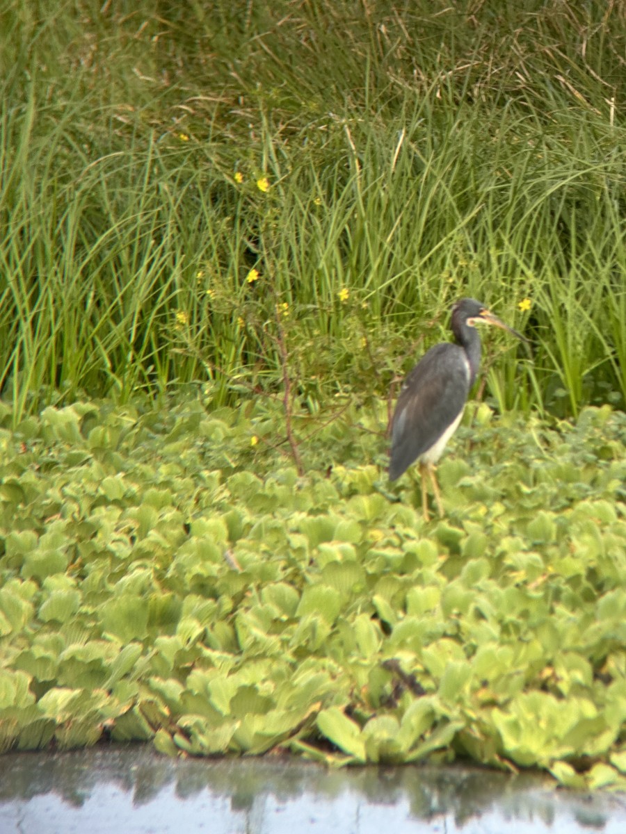 Tricolored Heron - ML624262718