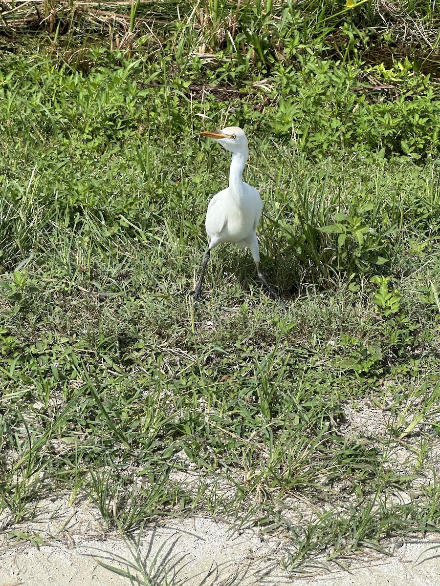 Western Cattle-Egret - ML624262720