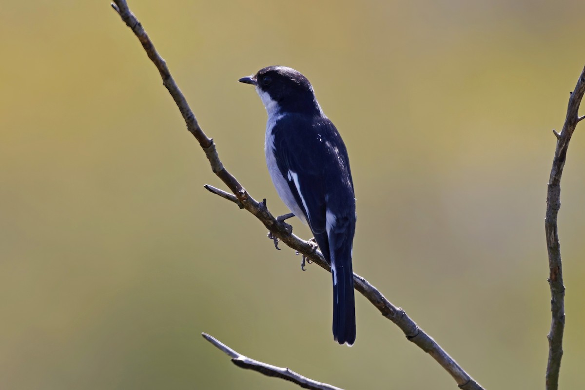 Fiscal Flycatcher - ML624262721