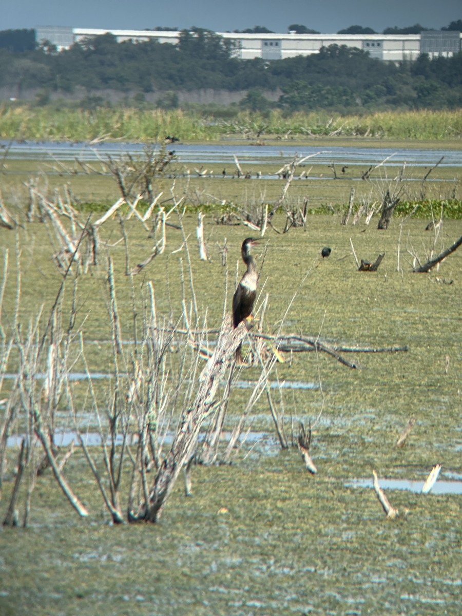 Anhinga - ML624262750