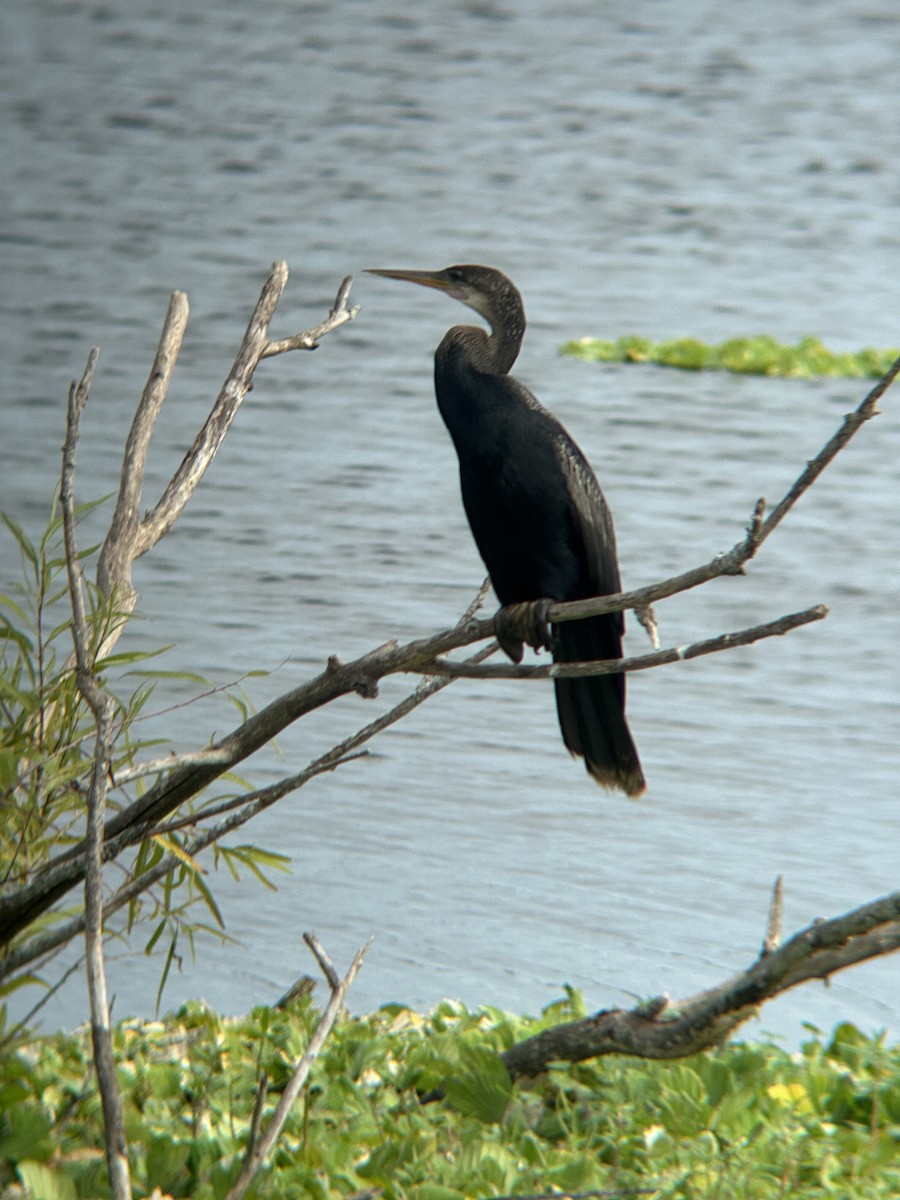 Anhinga - ML624262751