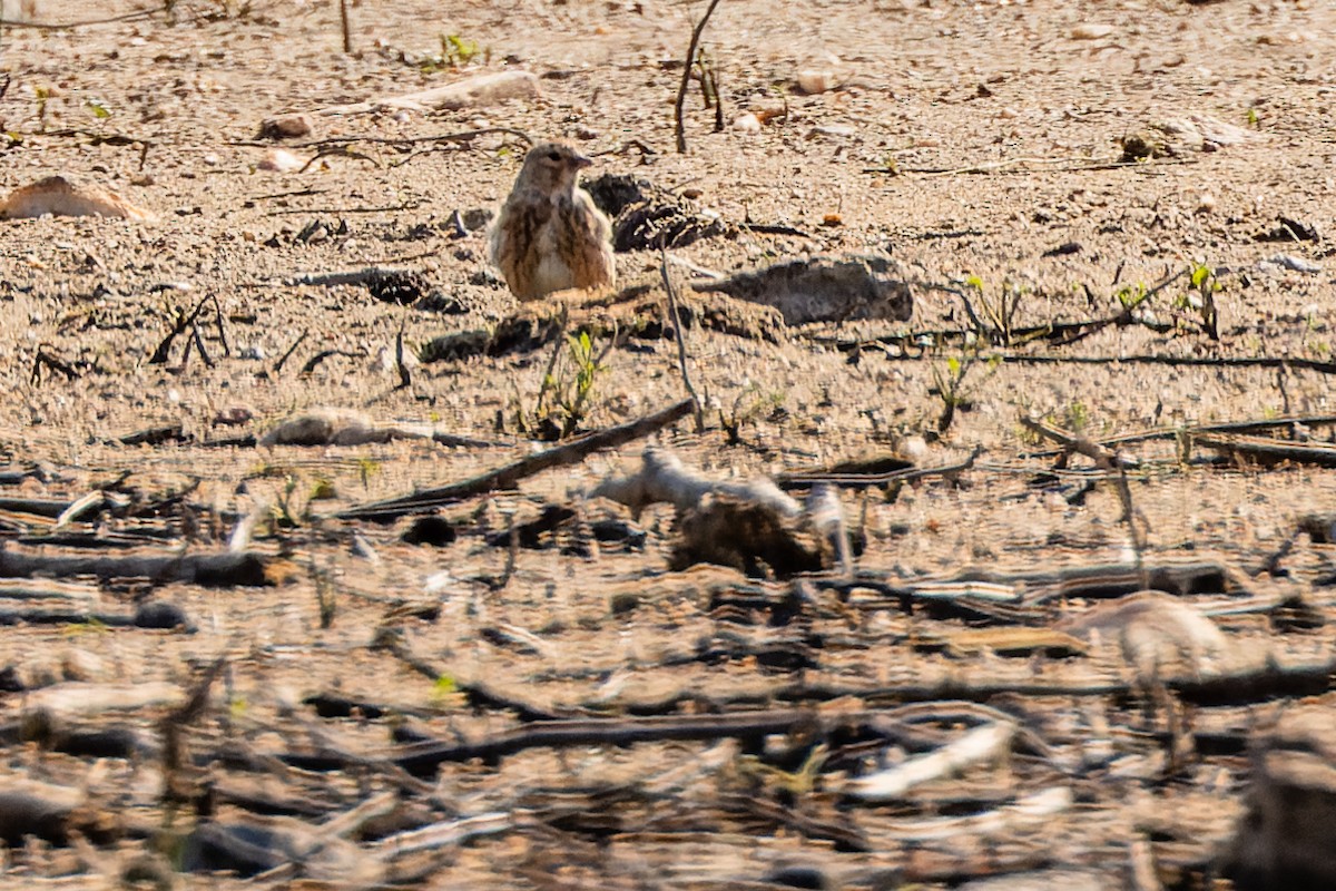 tornirisk - ML624262853