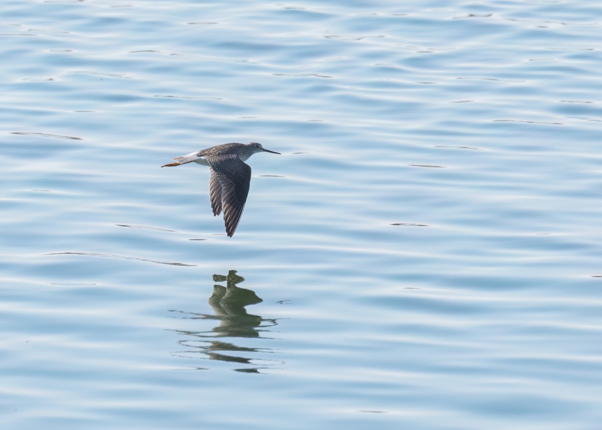 Greater Yellowlegs - ML624262863