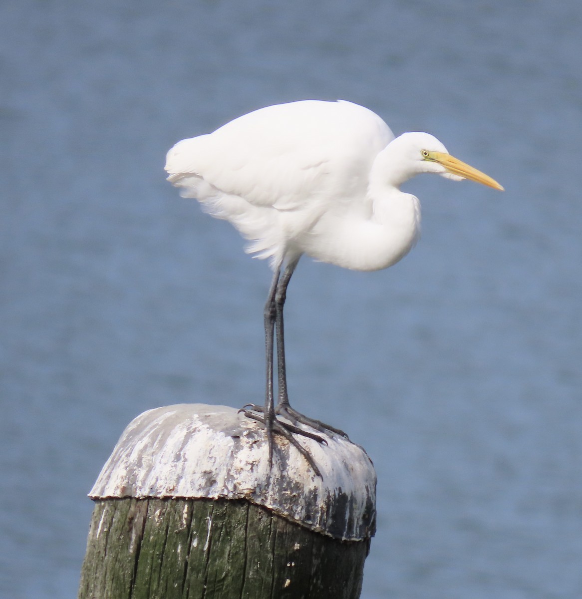 egretthegre - ML624262932