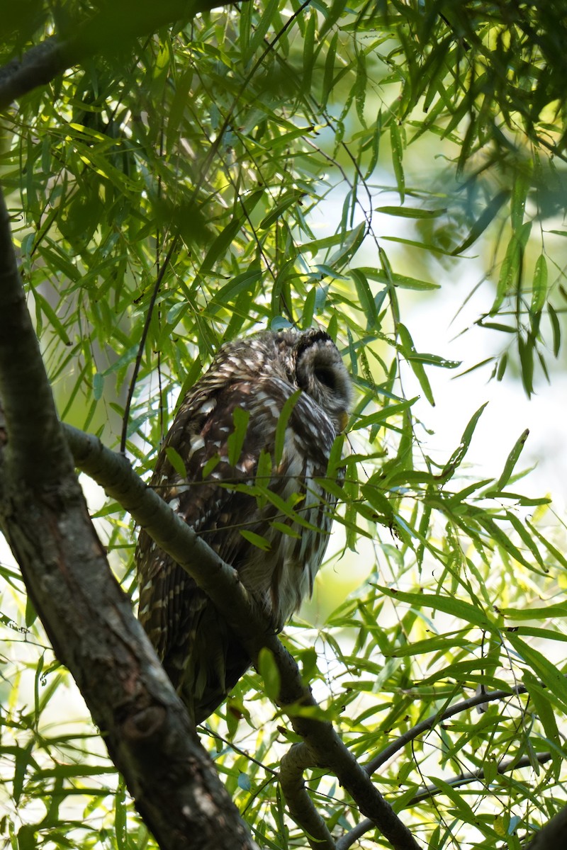 Barred Owl - ML624263046