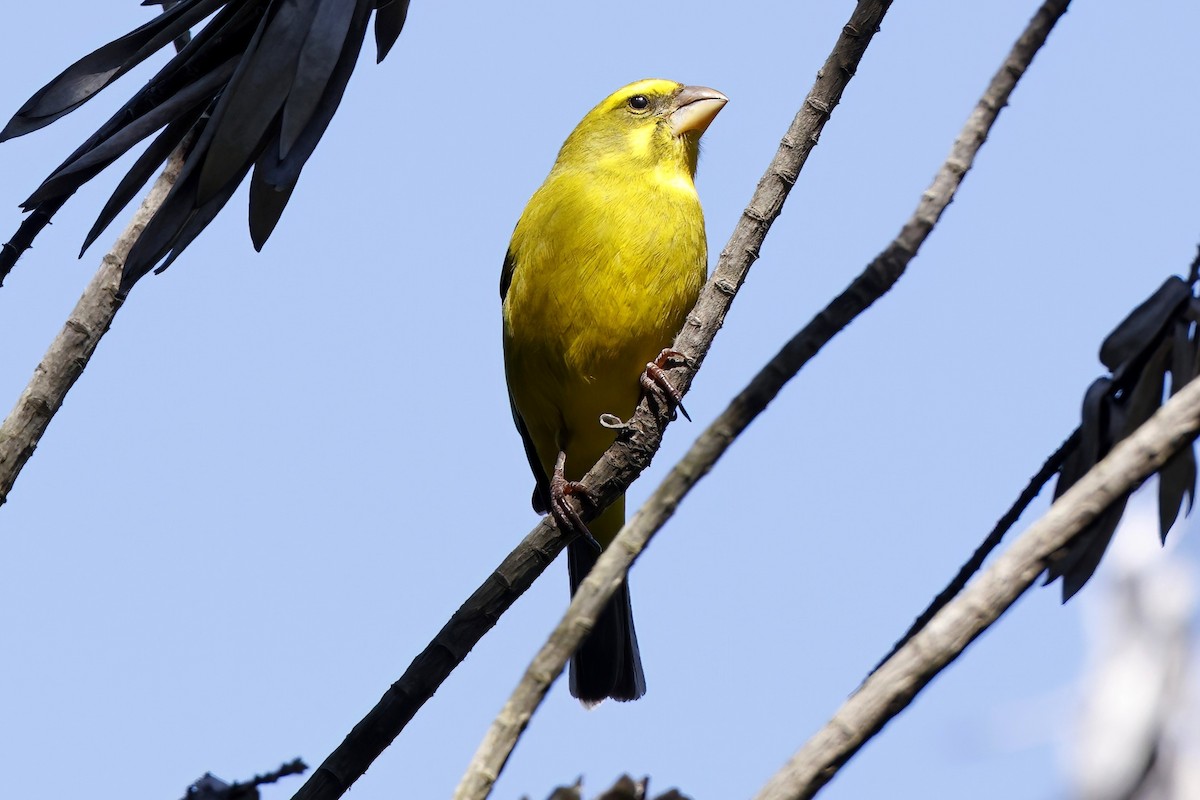 Brimstone Canary - ML624263066