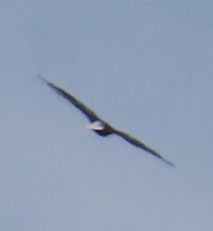 hvithodehavørn - ML624263086