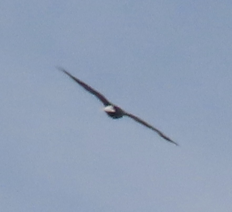 hvithodehavørn - ML624263087