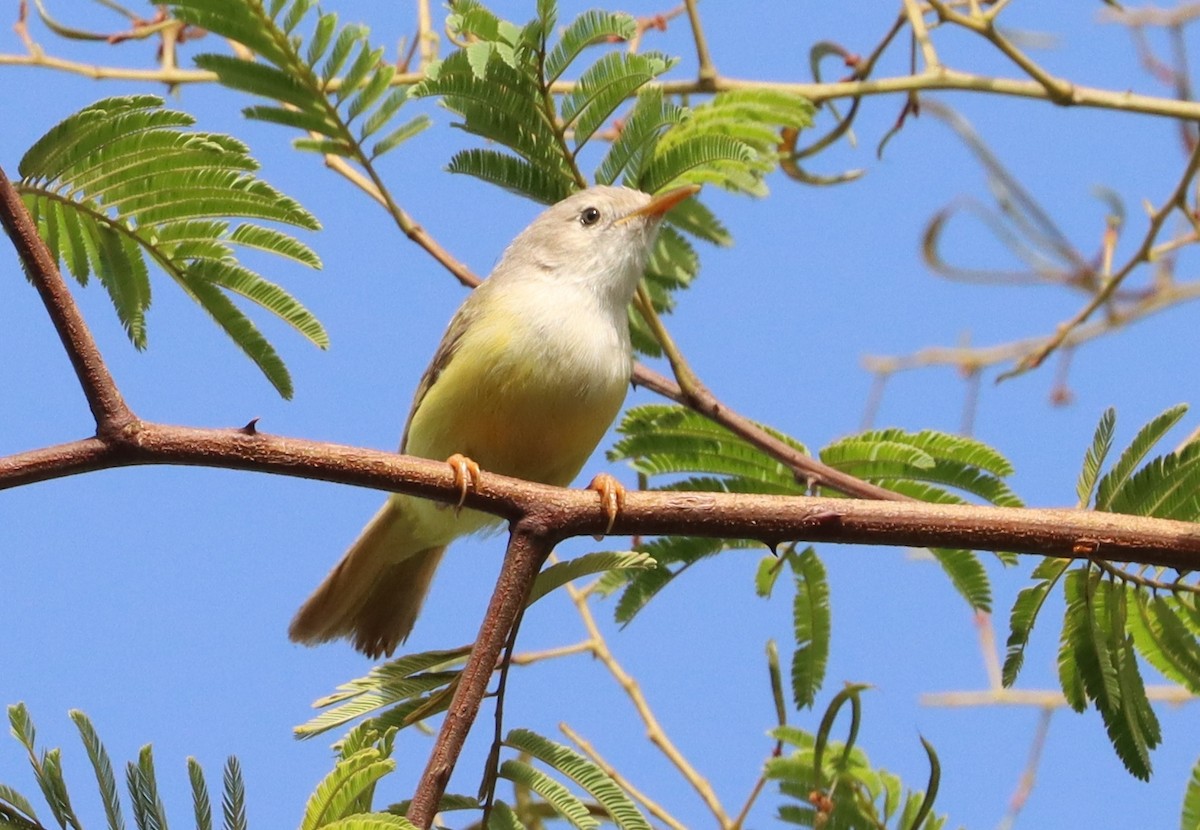 Senegal Eremomela - ML624263195