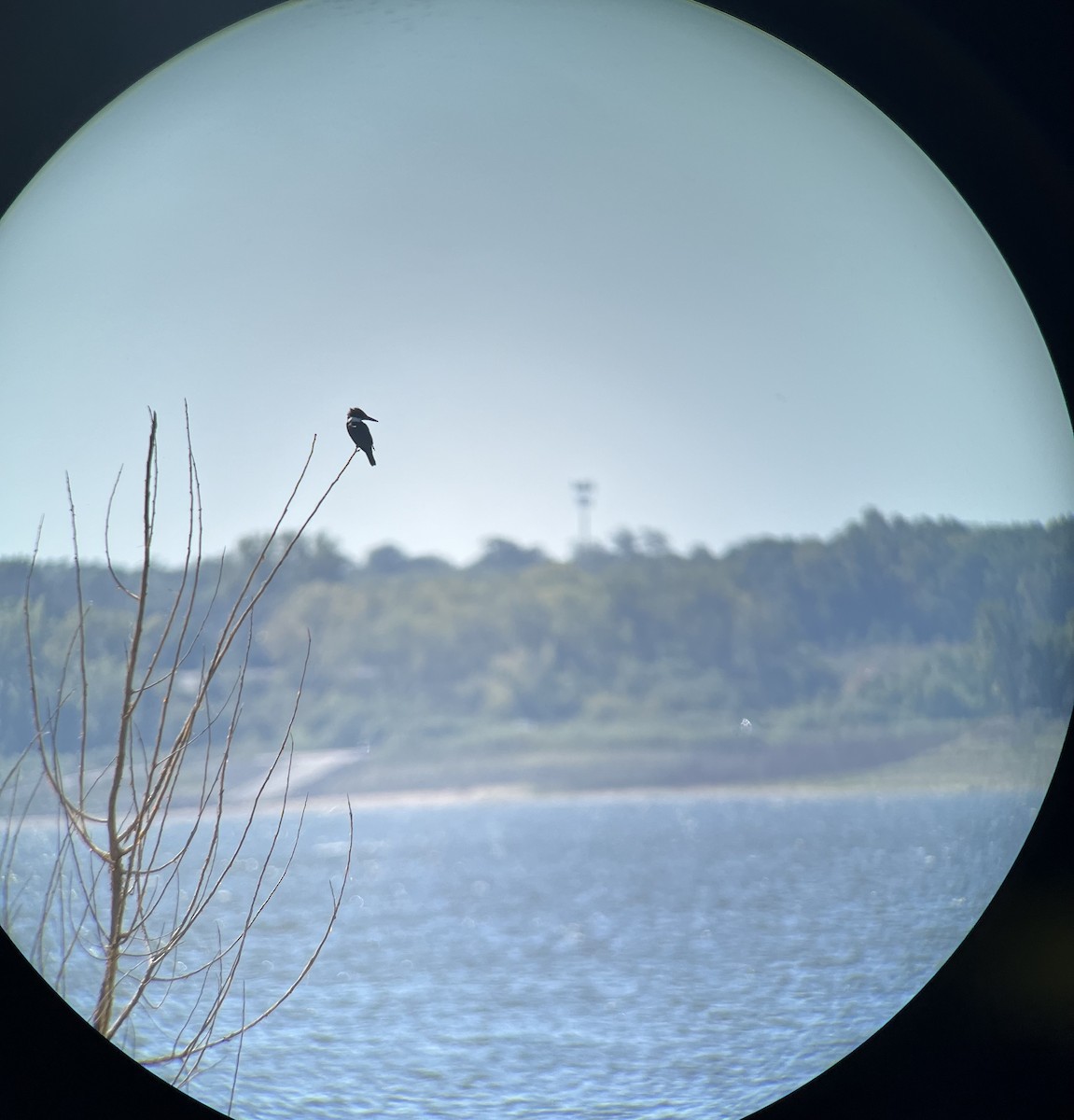 Belted Kingfisher - ML624263207