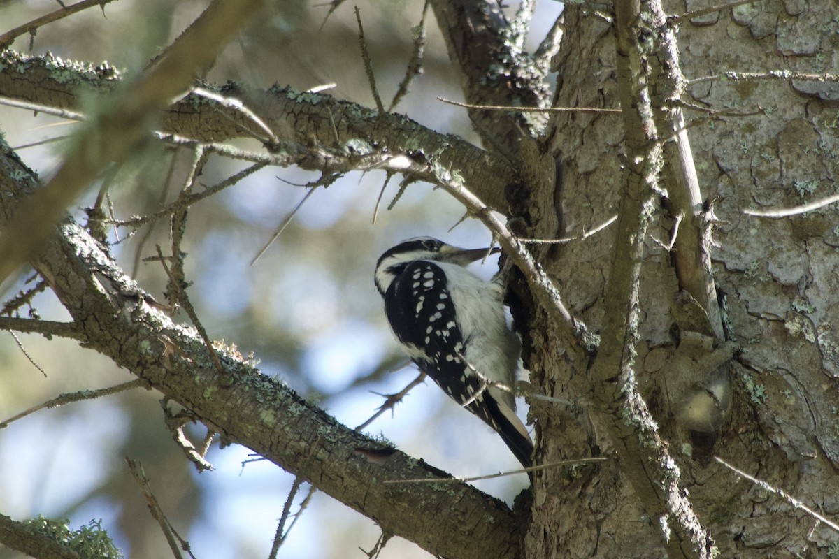 Hairy Woodpecker - ML624263230