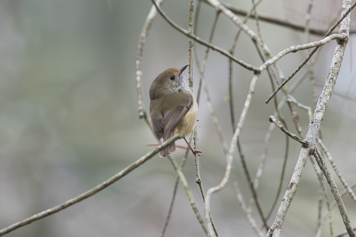 Brown Thornbill - ML624263310