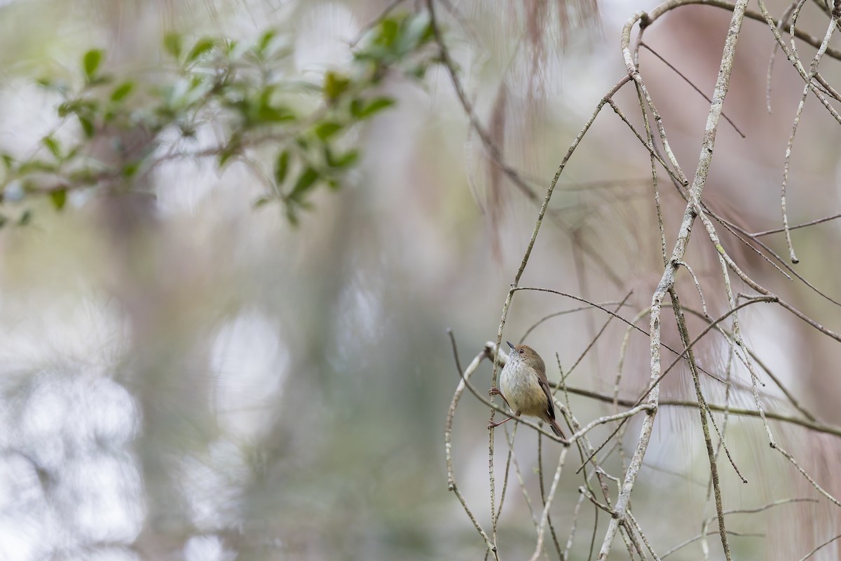 Brown Thornbill - ML624263311