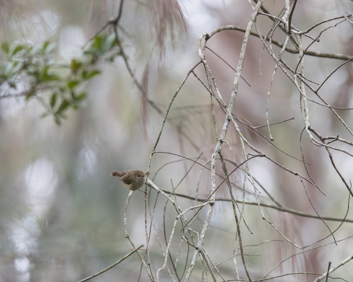 Brown Thornbill - ML624263313