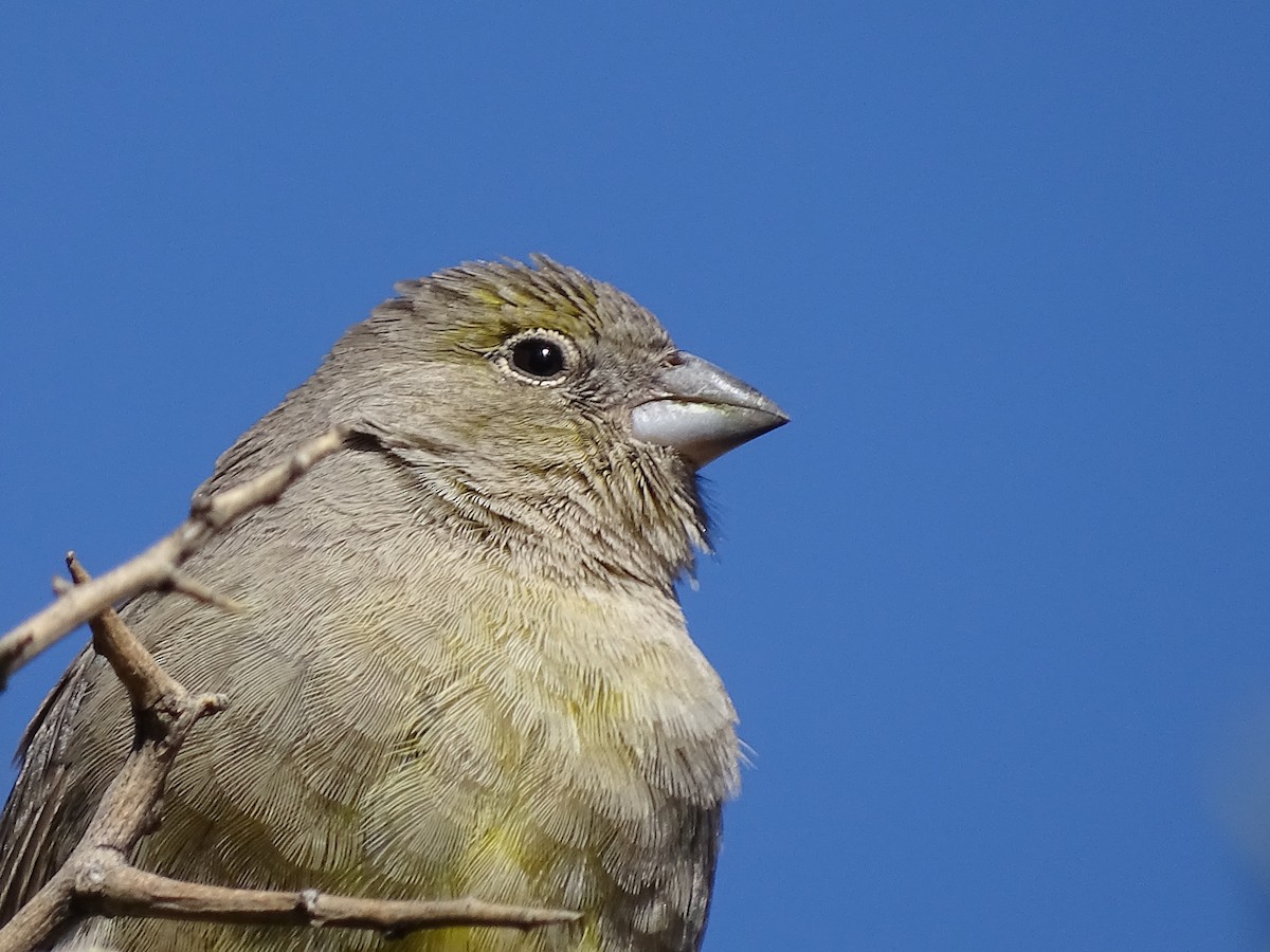 Greenish Yellow-Finch - José Ignacio Catalán Ruiz