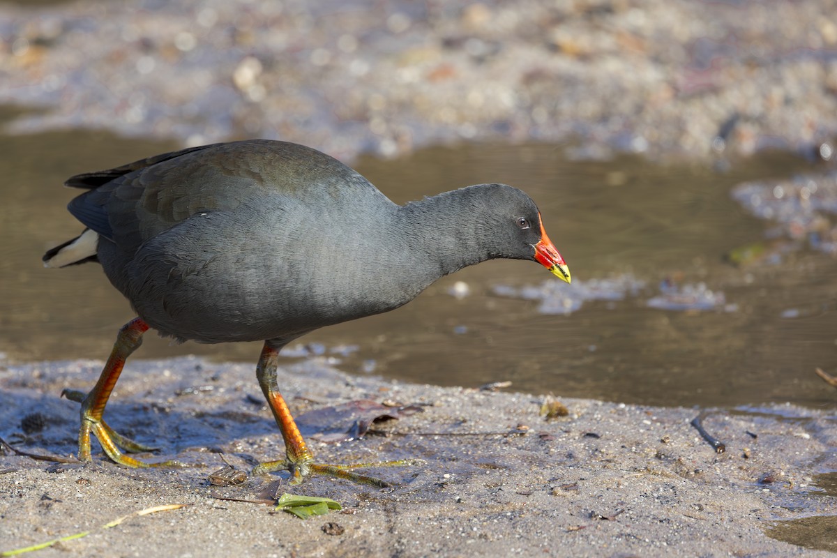 Dusky Moorhen - ML624263460