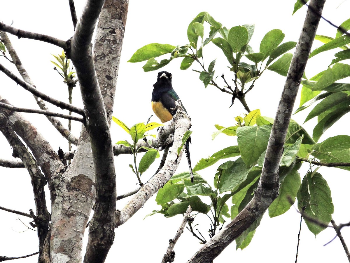 Gartered Trogon - ML624263476