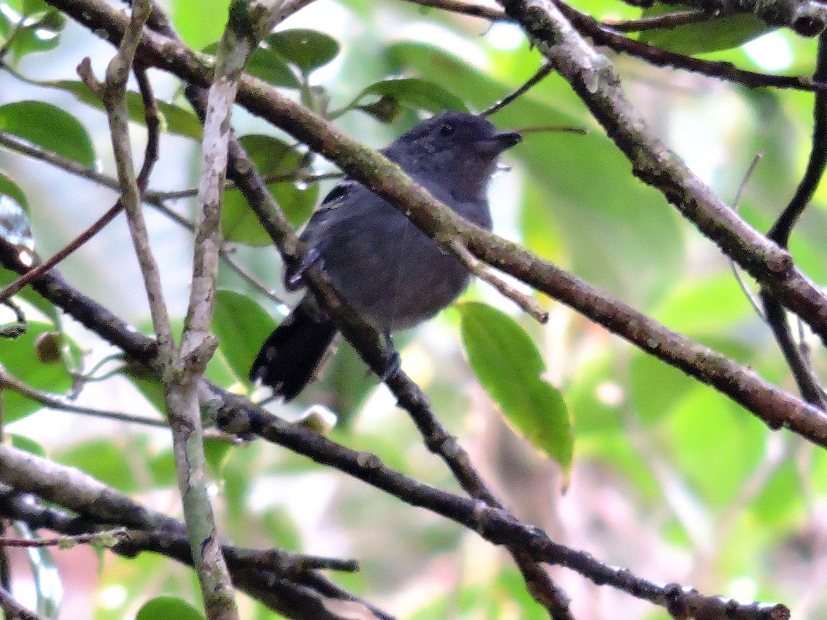 Black-crowned Antshrike - ML624263544