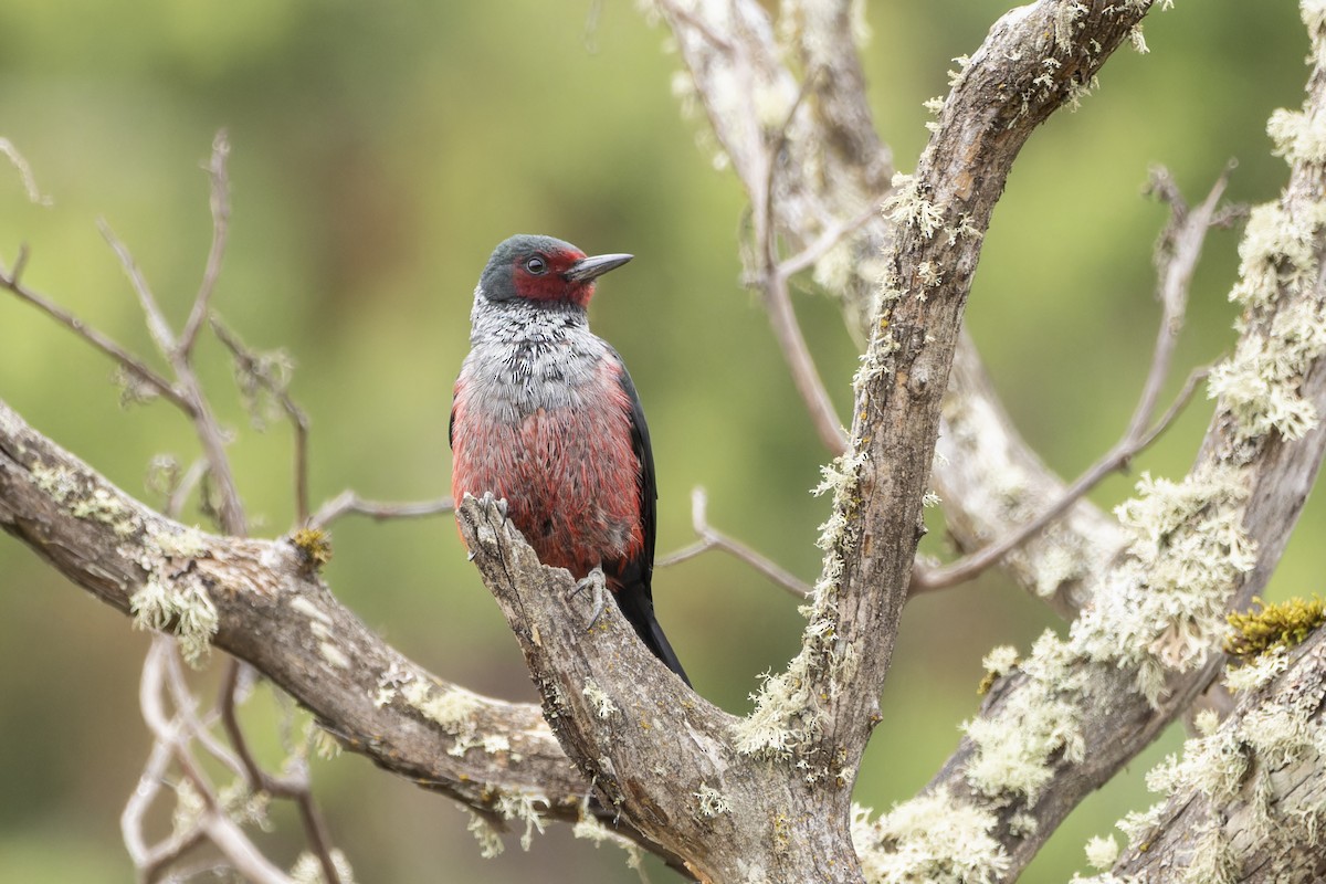 Lewis's Woodpecker - ML624263565