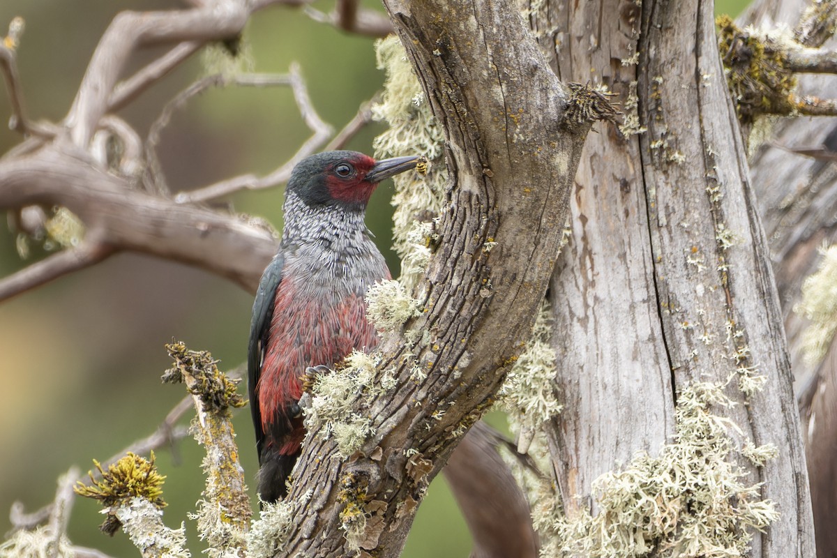 Lewis's Woodpecker - ML624263594