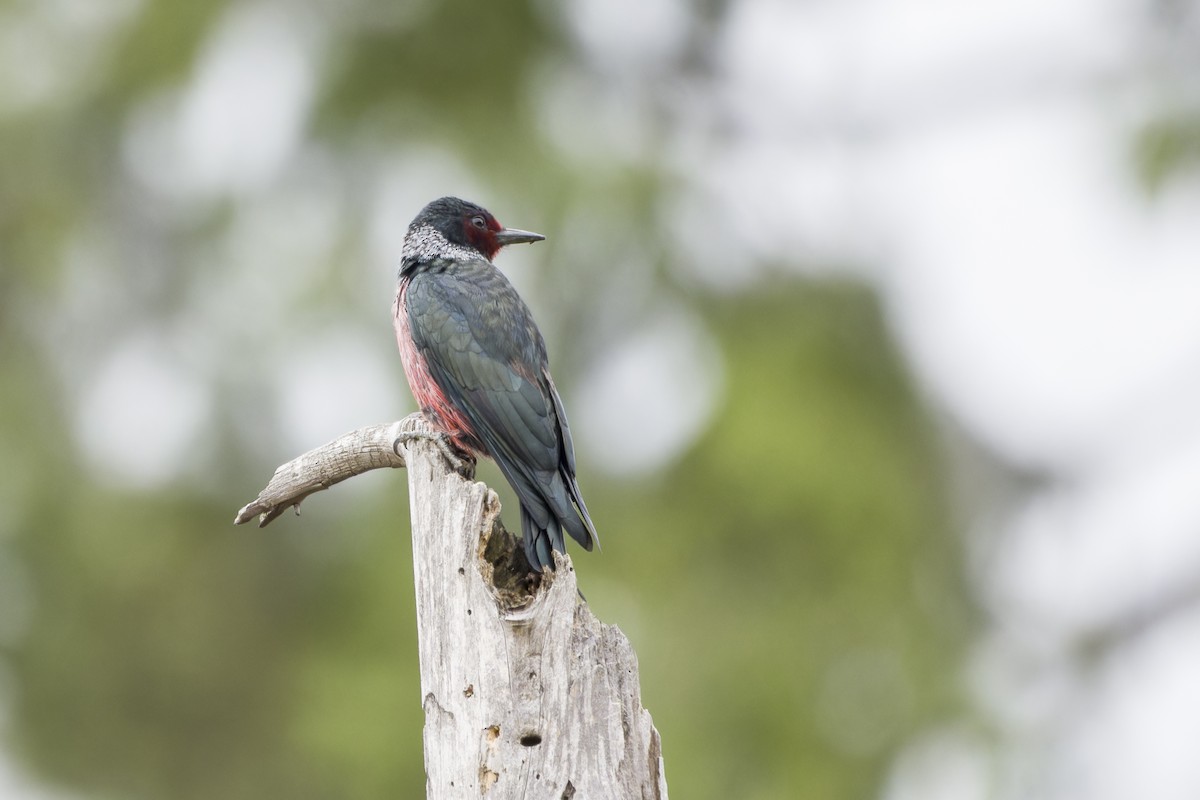 Lewis's Woodpecker - ML624263601