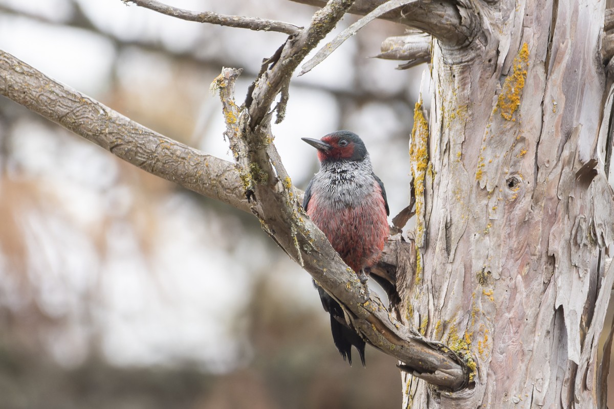 Lewis's Woodpecker - ML624263605