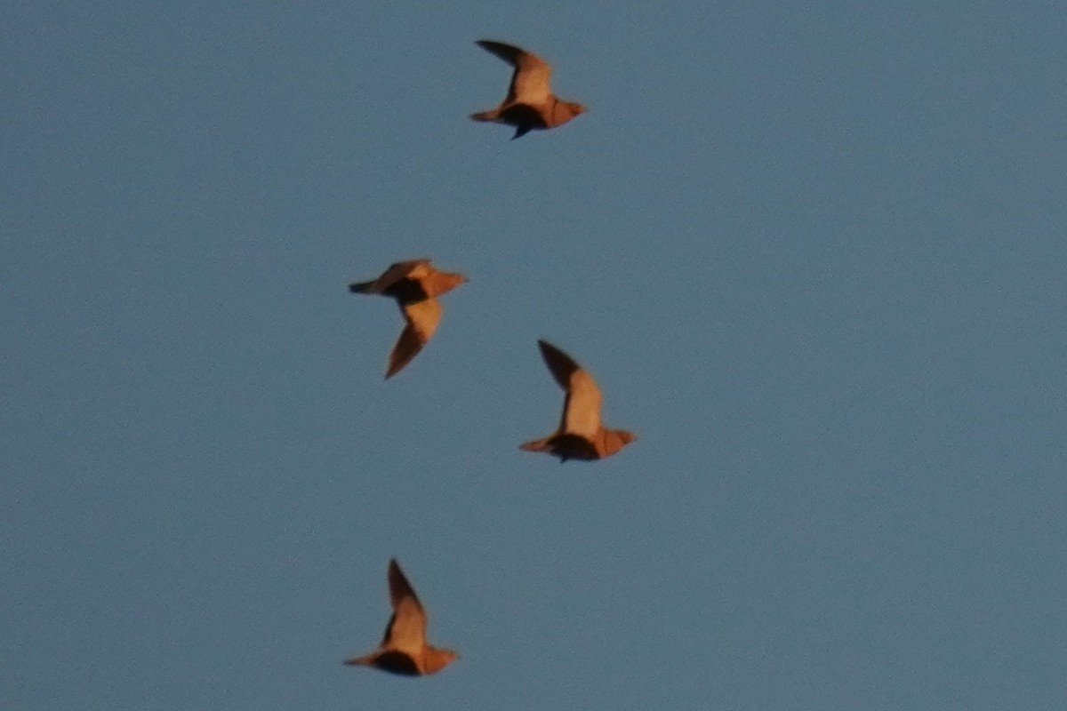 Black-bellied Sandgrouse - ML624263607
