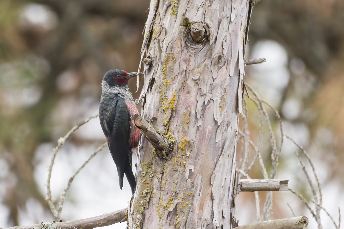 Lewis's Woodpecker - ML624263612