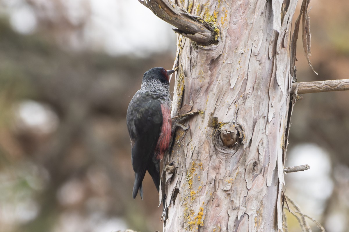 Lewis's Woodpecker - ML624263633