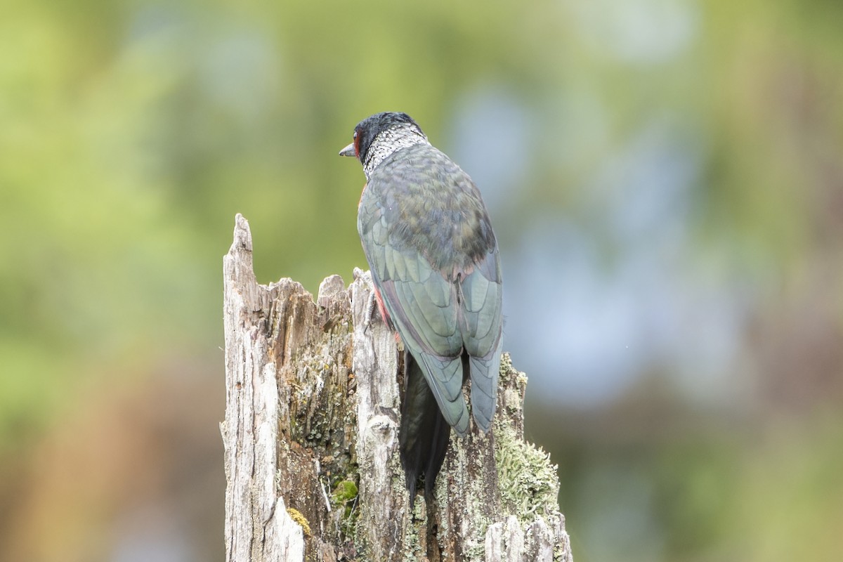 Lewis's Woodpecker - ML624263638